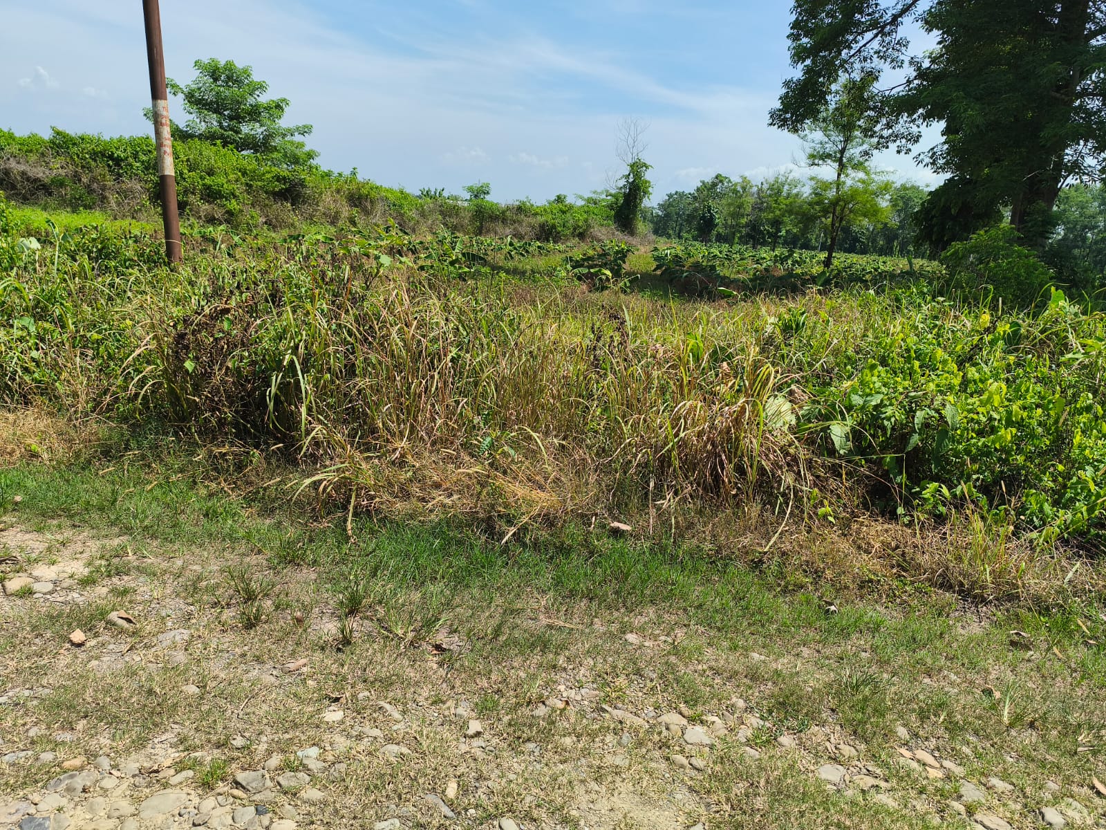 Land at GAIDAKOT MUNICIPALITY, NAWALPARASI EAST