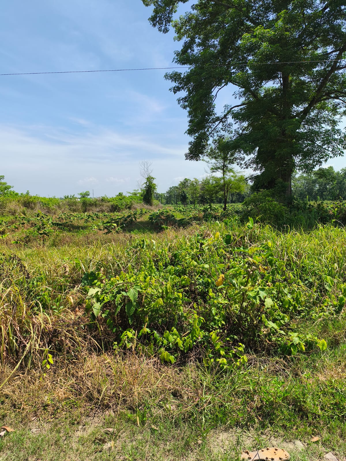 Land at GAIDAKOT MUNICIPALITY, NAWALPARASI EAST