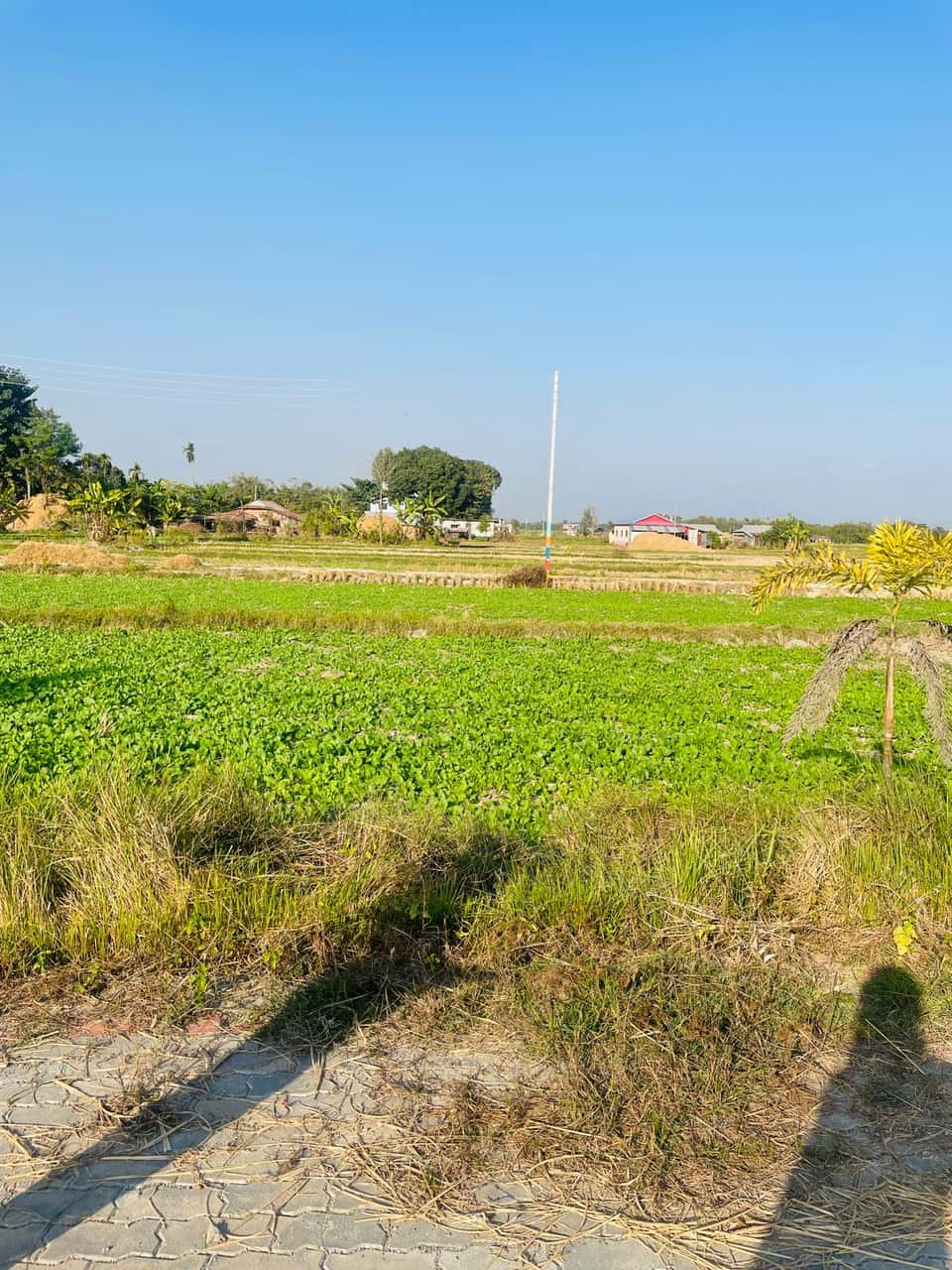 Land at SUNDARHARAICHA MUNICIPALITY, MORANG (PA-00000000000000006131)
