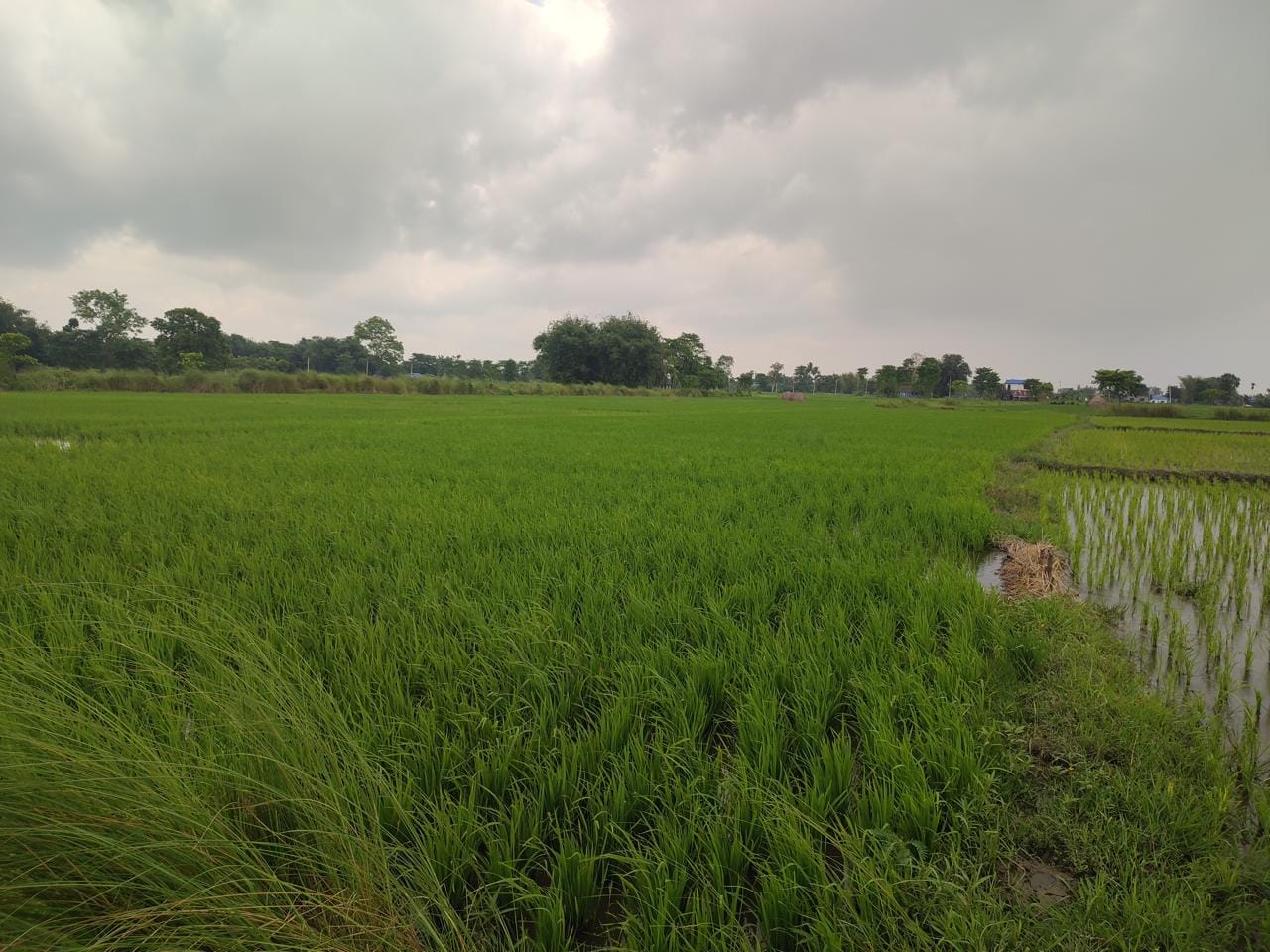 Land at HALDIBARI RURAL MUNICIPALITY, JHAPA (PA-00000000000000006451)