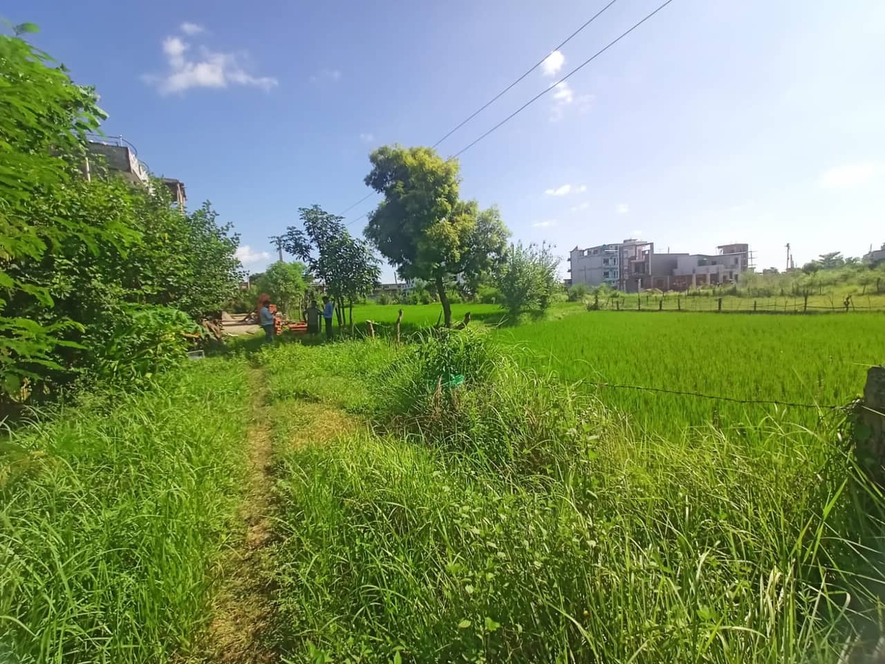 Land at BUTWAL SUB-METROPOLITIAN CITY, RUPANDEHI (PA-00000000000000006843) - Image 2