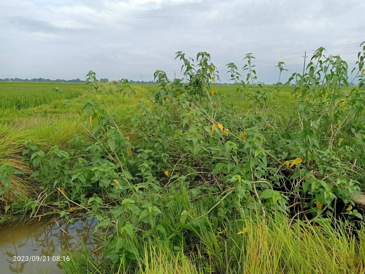 Land at SUDHDHODHAN RURAL MUNICIPALITY, RUPANDEHI (PA-00000000000000000262) - Image 5