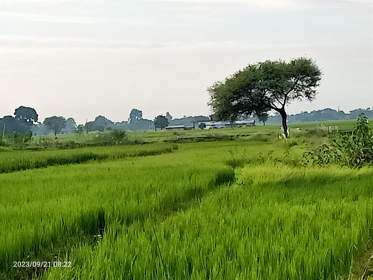 Land at SUDHDHODHAN RURAL MUNICIPALITY, RUPANDEHI (PA-00000000000000000262) - Image 7