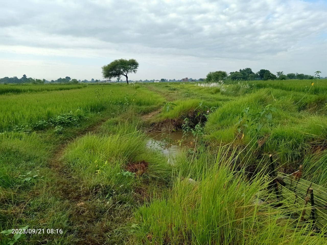 Land at SUDHDHODHAN RURAL MUNICIPALITY, RUPANDEHI (PA-00000000000000000262) - Image 2