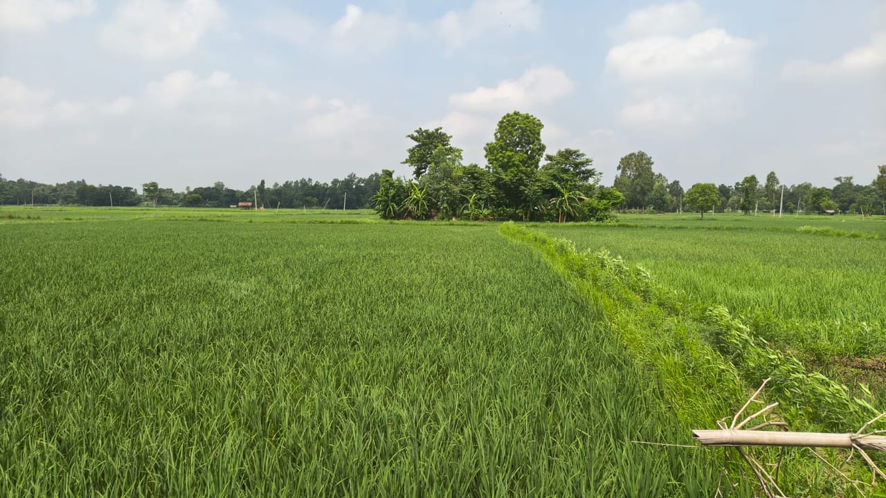Land at BRAMHAPURI RURAL MUNICIPALITY, SARLAHI (PA-00000000000000006549) - Image 3