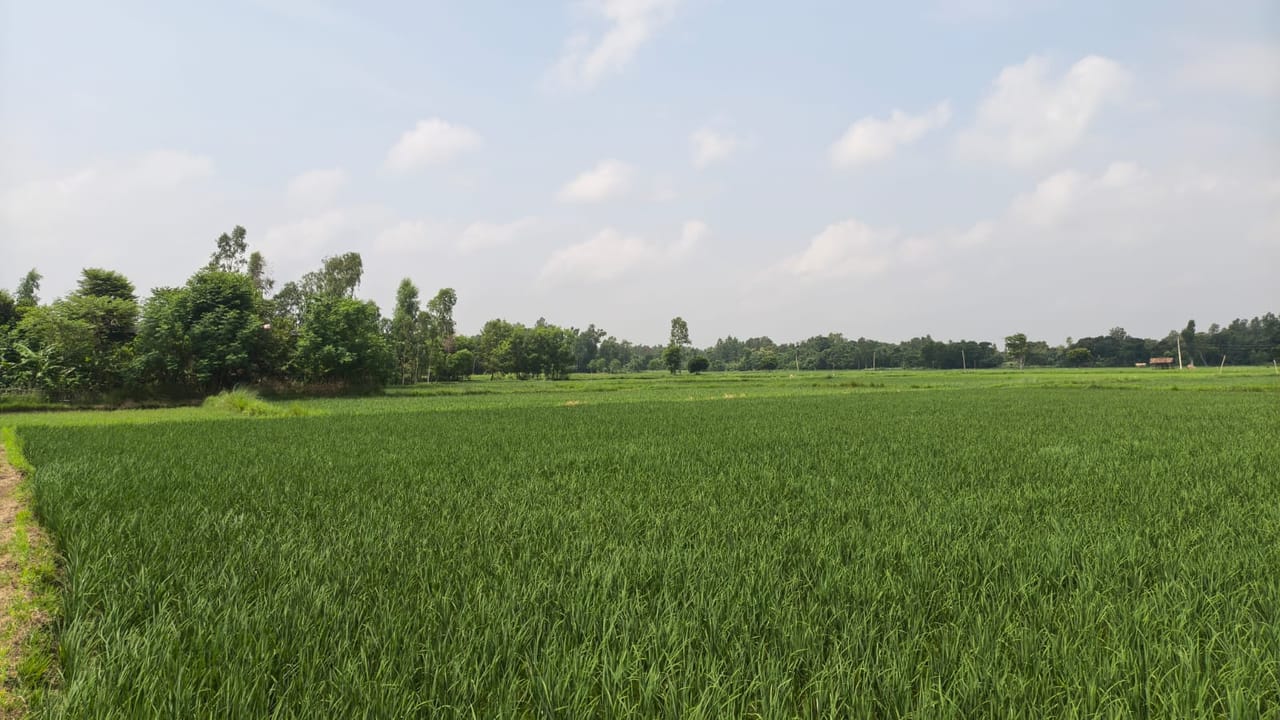 Land at BRAMHAPURI RURAL MUNICIPALITY, SARLAHI (PA-00000000000000006549) - Image 4