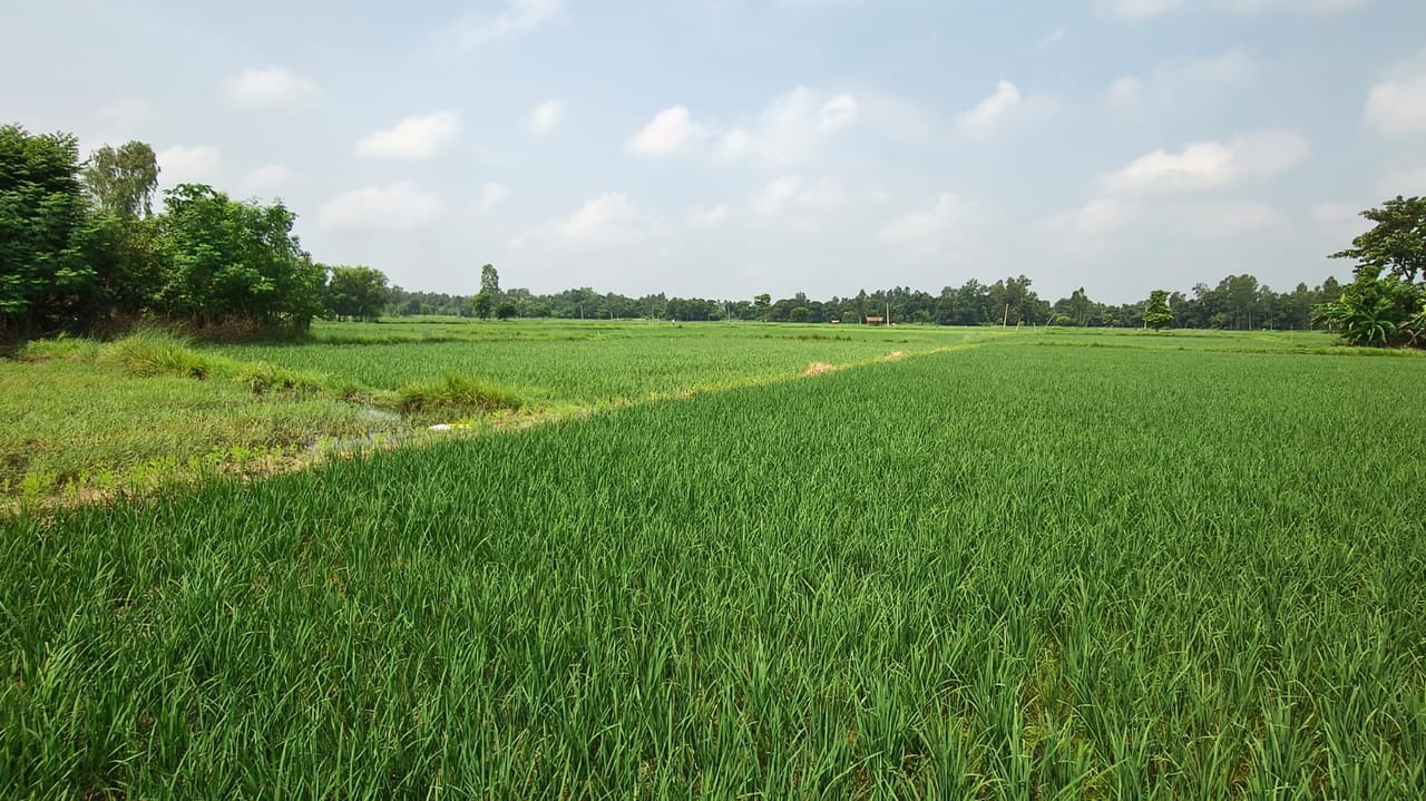 Land at BRAMHAPURI RURAL MUNICIPALITY, SARLAHI (PA-00000000000000006549) - Image 6