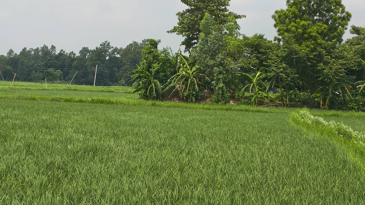 Land at BRAMHAPURI RURAL MUNICIPALITY, SARLAHI (PA-00000000000000006549) - Image 2