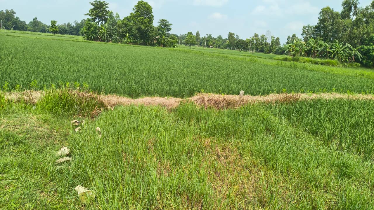 Land at BRAMHAPURI RURAL MUNICIPALITY, SARLAHI (PA-00000000000000006549) - Image 7