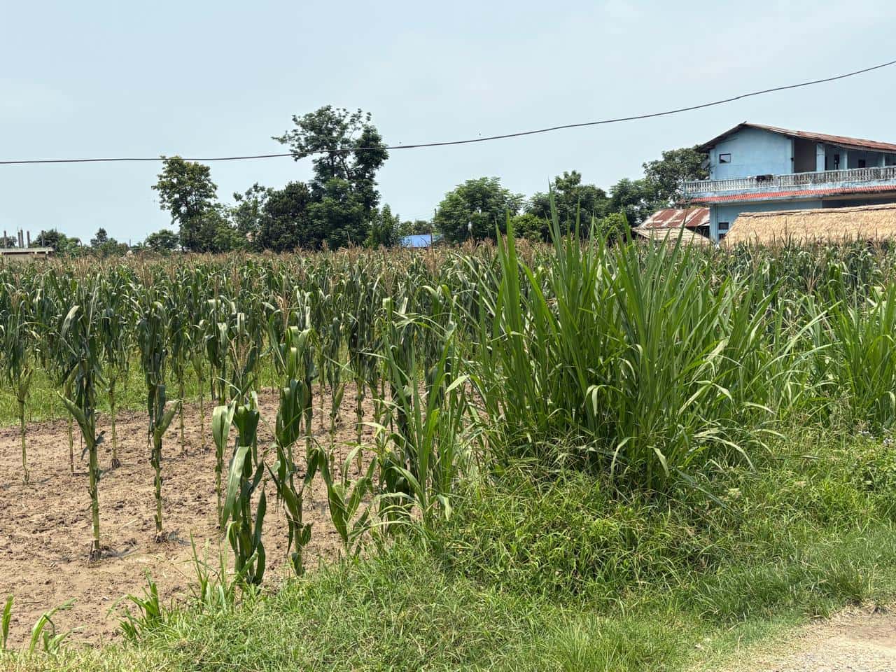 Land at KHAIRAHANI MUNICIPALITY, CHITAWAN (PA-00000000000000006499)