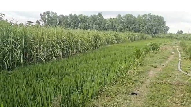 Land at BARAHATHAWA MUNICIPALITY, SARLAHI (PA-00000000000000006705) - Image 4