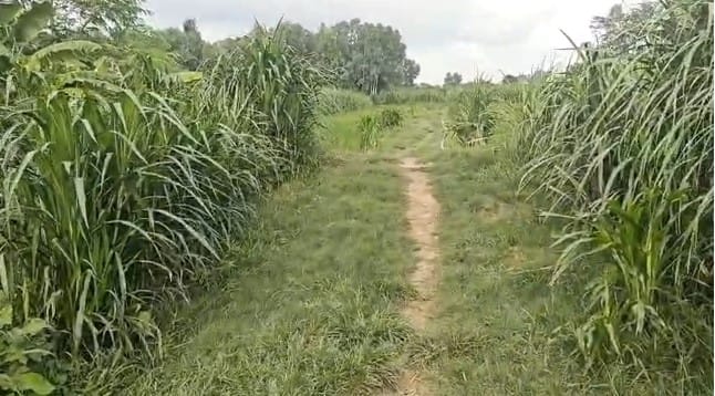 Land at BARAHATHAWA MUNICIPALITY, SARLAHI (PA-00000000000000006705) - Image 3