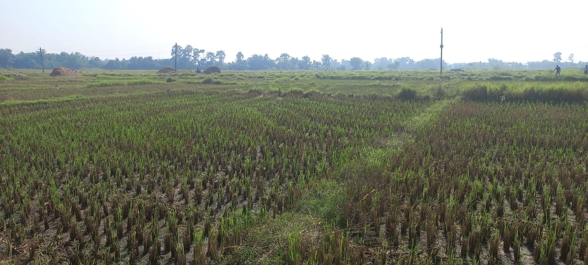 Land at KANCHAN RURAL MUNICIPALITY, RUPANDEHI (PA-00000000000000005815)