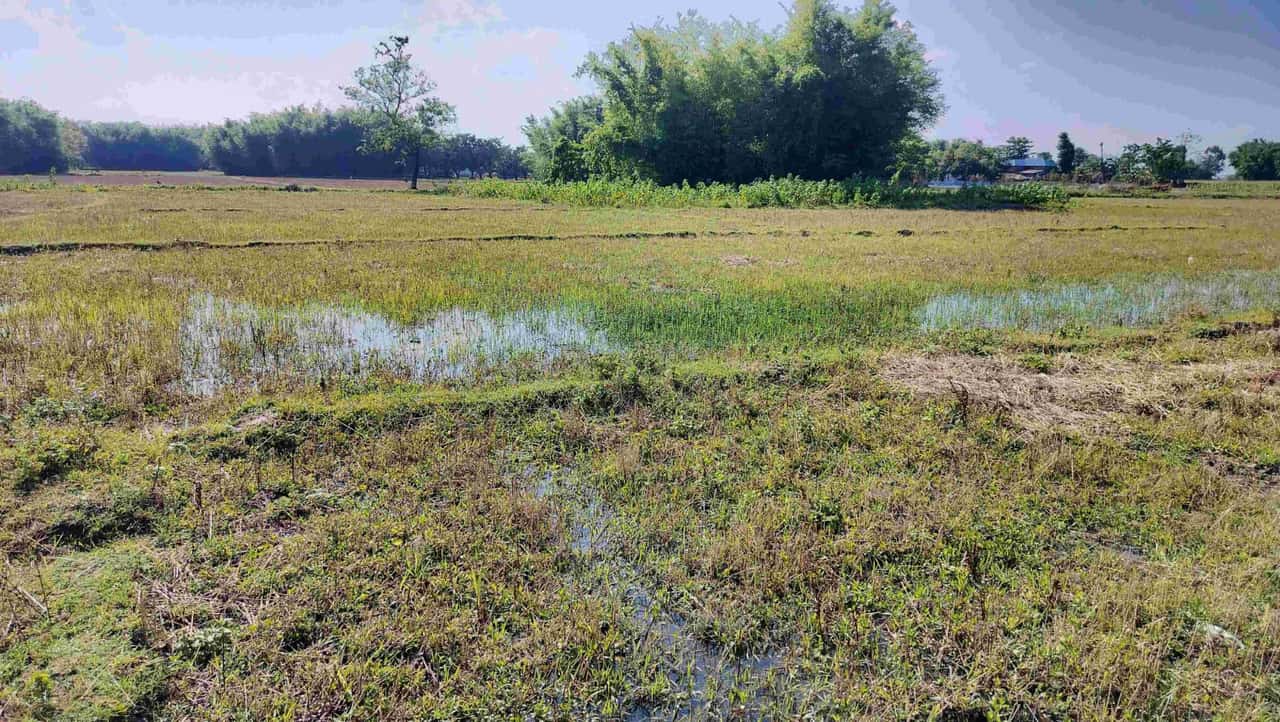 Land at DHANPALTHAN RURAL MUNICIPALITY, MORANG (PA-00000000000000006821) - Image 6