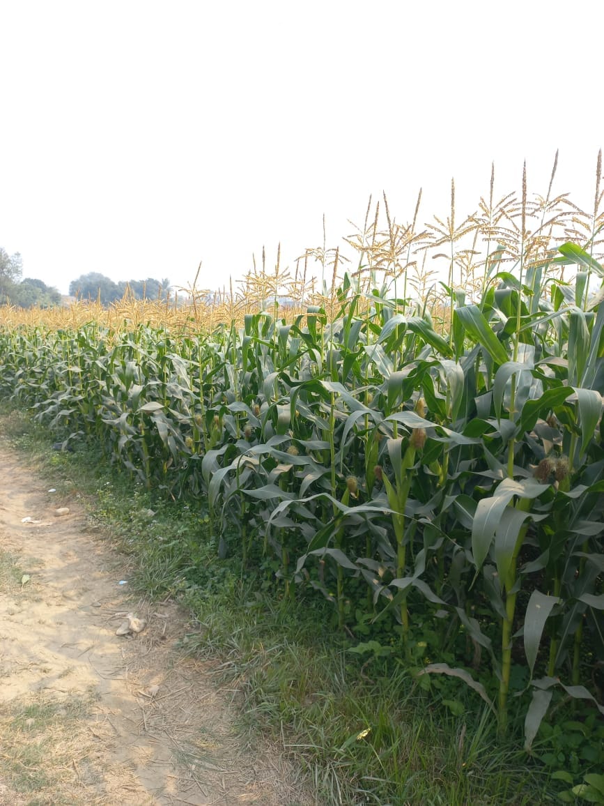 Land at CHANDRAPUR MUNICIPALITY, RAUTAHAT (PA-00000000000000002978)