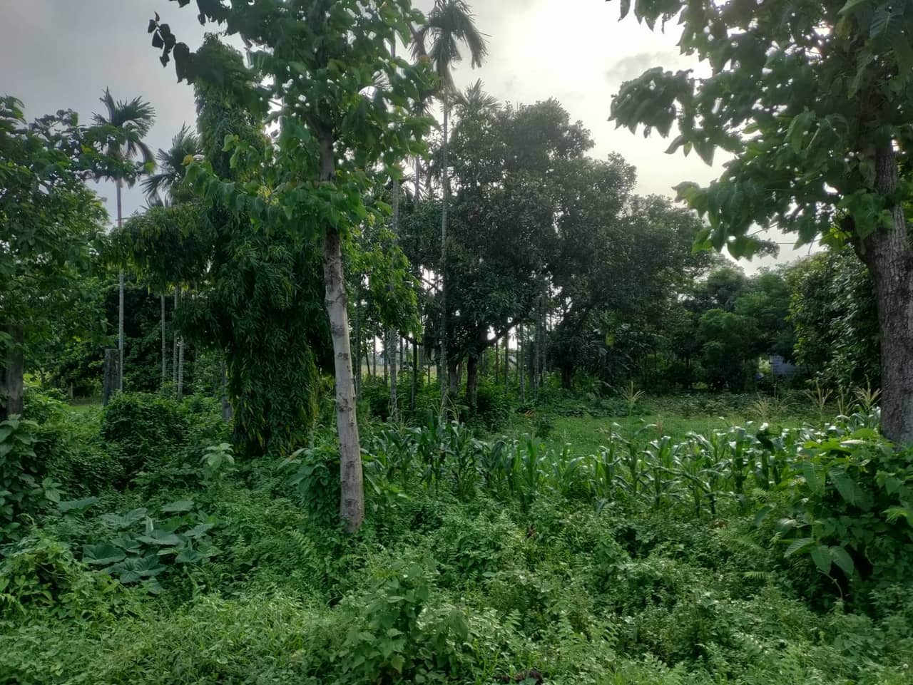 Land at TILOTTAMA MUNICIPALITY, RUPANDEHI