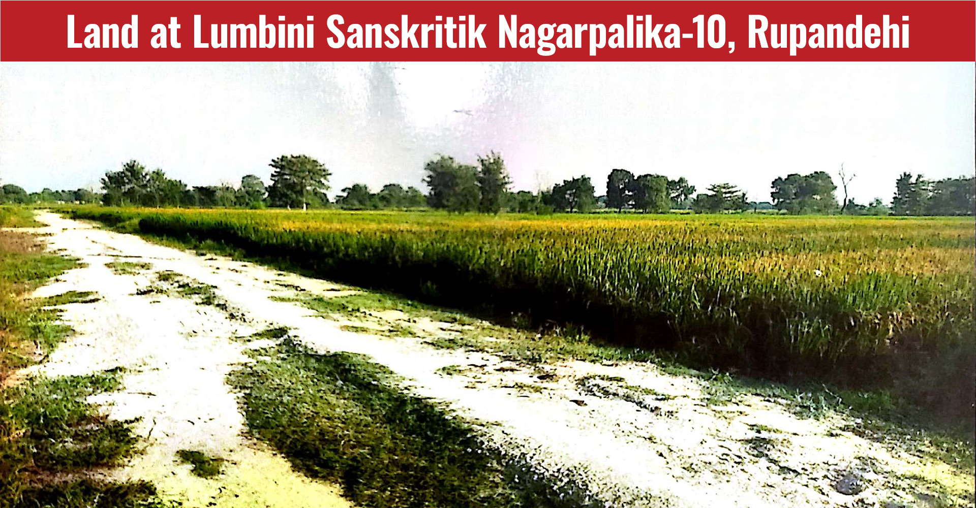 Land at Lumbini Sanskritik Nagarpalika-10, Rupandehi