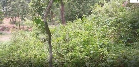 Land at CHAUDANDIGADHI MUNICIPALITY, UDAYAPUR (PA-00000000000000006498)