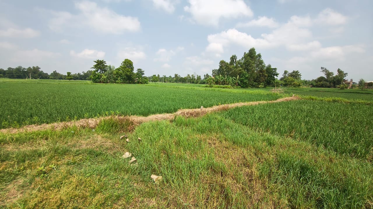 Land at BRAMHAPURI RURAL MUNICIPALITY, SARLAHI (PA-00000000000000006758) - Image 6