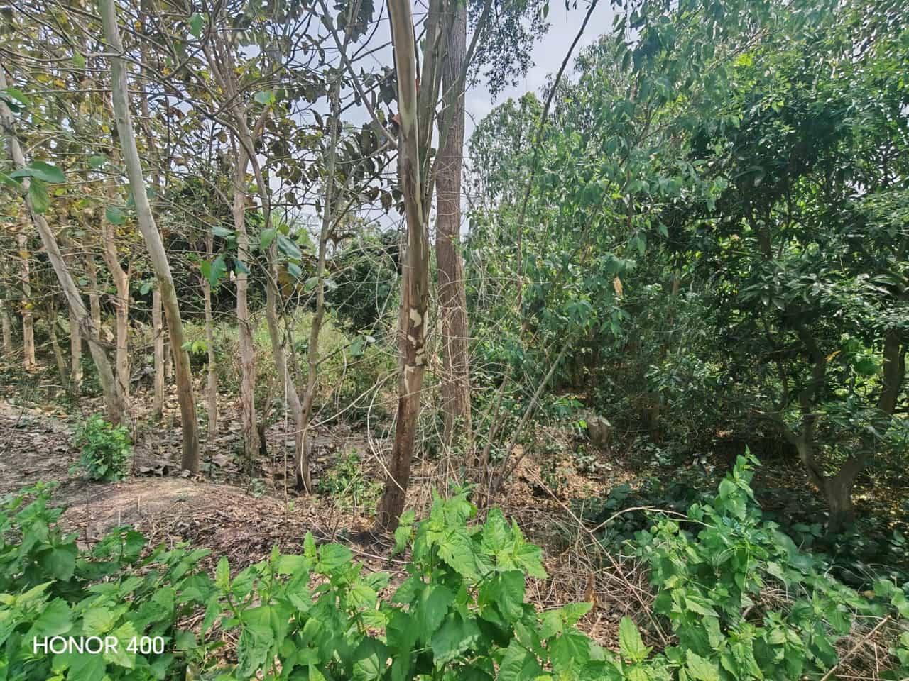 Land at AURAHI MUNICIPALITY, MAHOTARI (PA-00000000000000006412)