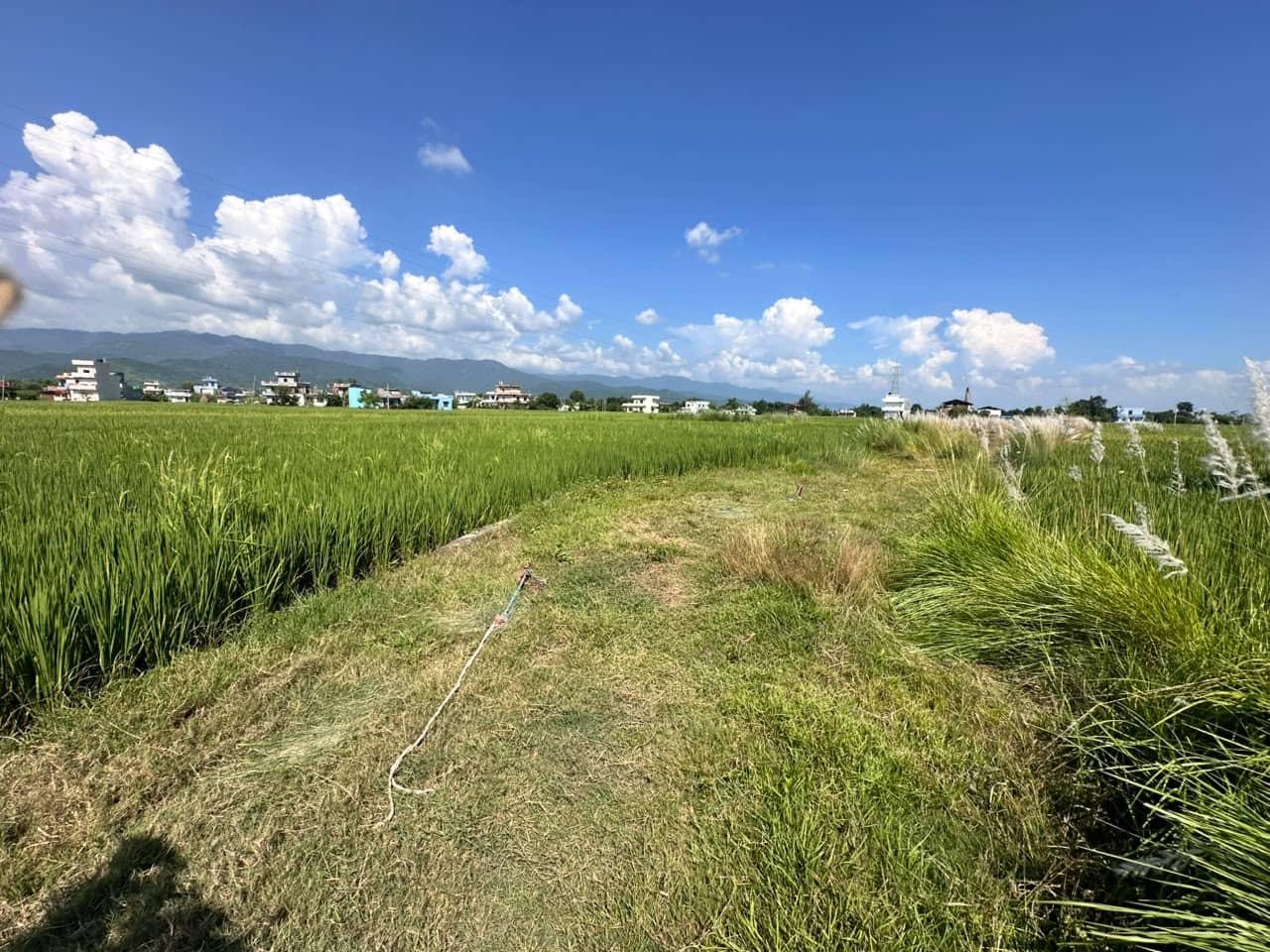 Land at SAINAMAINA MUNICIPALITY, RUPANDEHI (PA-00000000000000006845) - Image 3