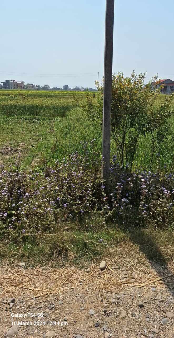 Land at SUDHDHODHAN RURAL MUNICIPALITY, RUPANDEHI (PA-00000000000000006729)