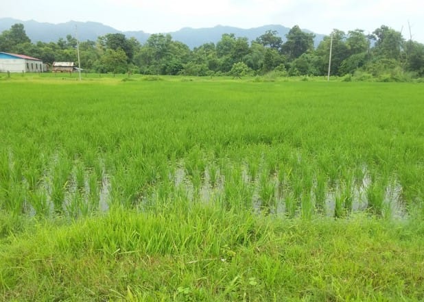Land at SUNWAL MUNICIPALITY, NAWALPARASI WEST (PA-00000000000000006823) - Image 2