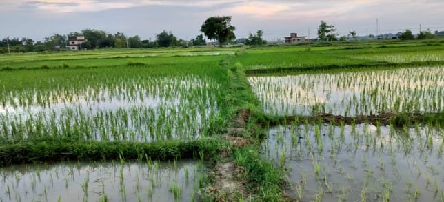 Land at SARAWAL RURAL MUNICIPALITY, NAWALPARASI WEST (PA-00000000000000005843)