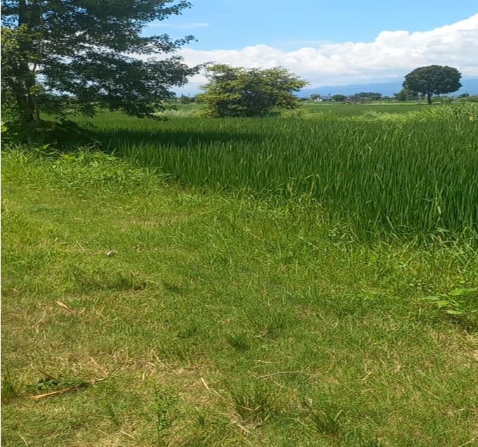 Land at TILLOTAMA MUNICIPALITY, RUPANDEHI (PA-00000000000000006820) - Image 3