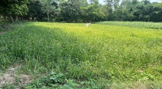 Land at AURAHI MUNICIPALITY, MAHOTARI (PA-00000000000000006741) - Image 3