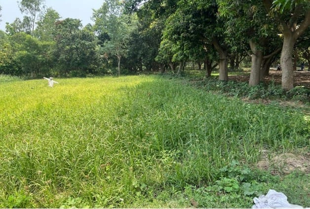 Land at AURAHI MUNICIPALITY, MAHOTARI (PA-00000000000000006741) - Image 1