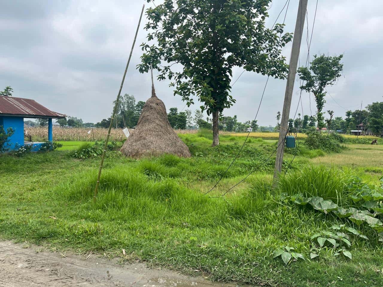 Land at SHIVASATAXI MUNICIPALITY, JHAPA (PA-00000000000000006562)